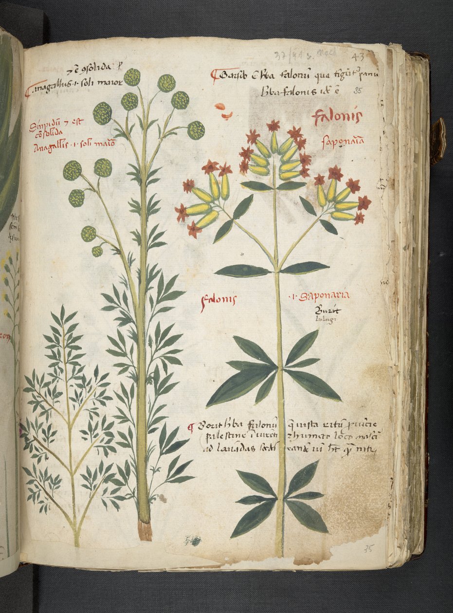 MS 41623 