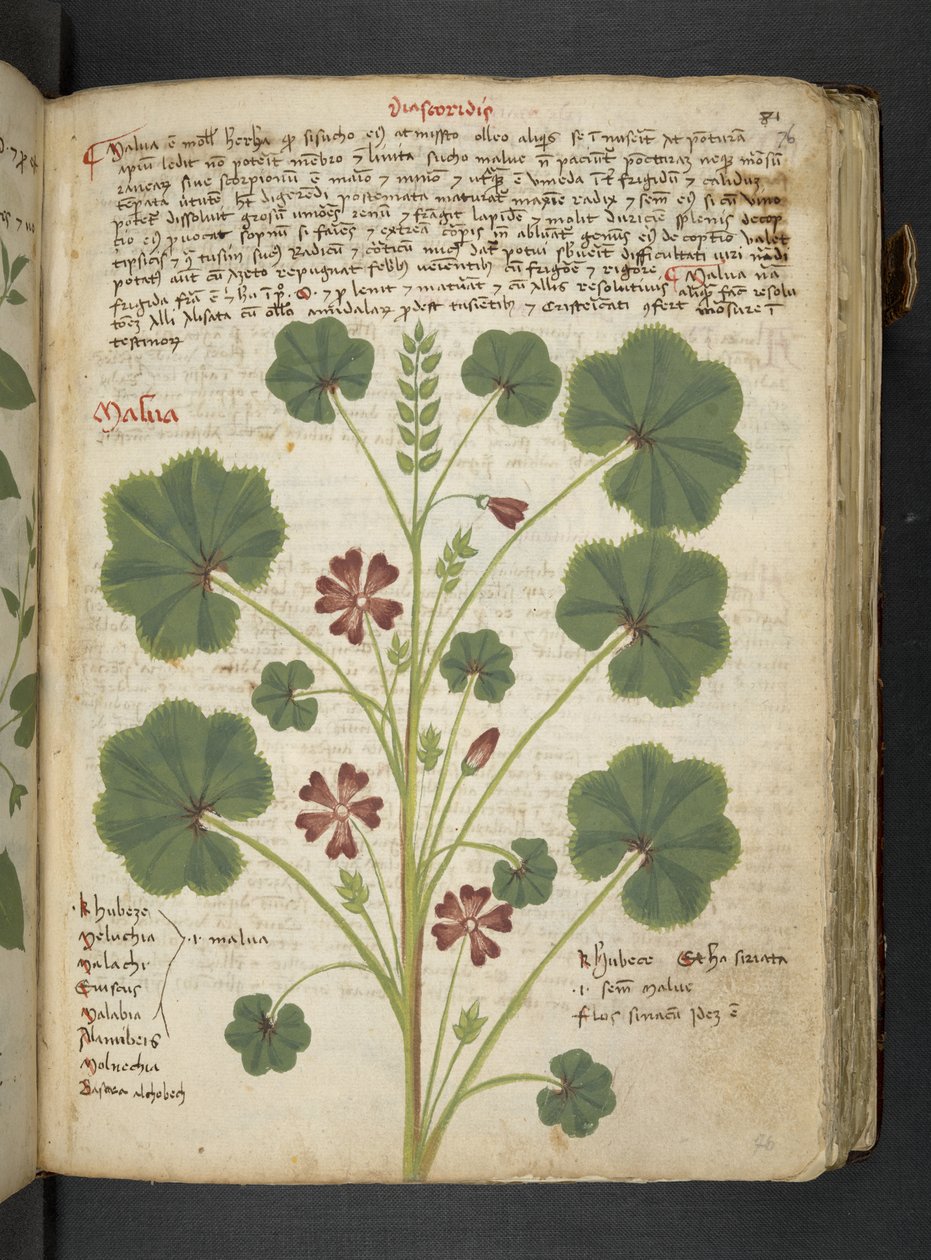 MS 41623 