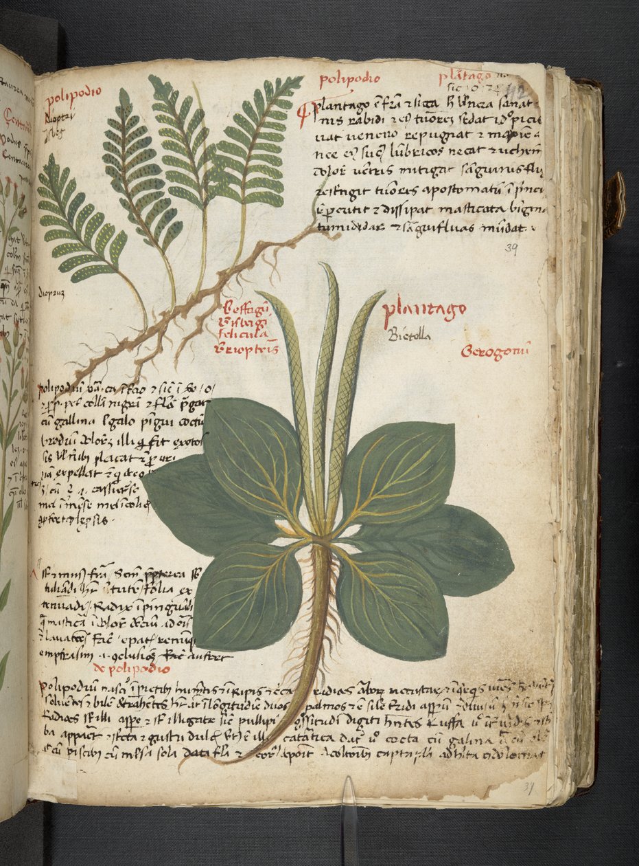 MS 41623 