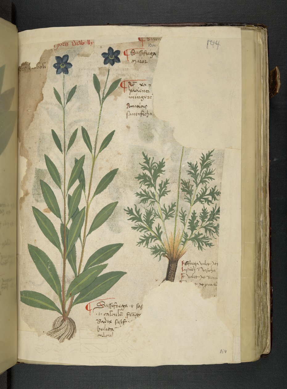 MS 41623 f.104r Sassifraga、「A herbal」、Belluno から追加 (ベラムにインクとカラー) 作： イタリア語学校