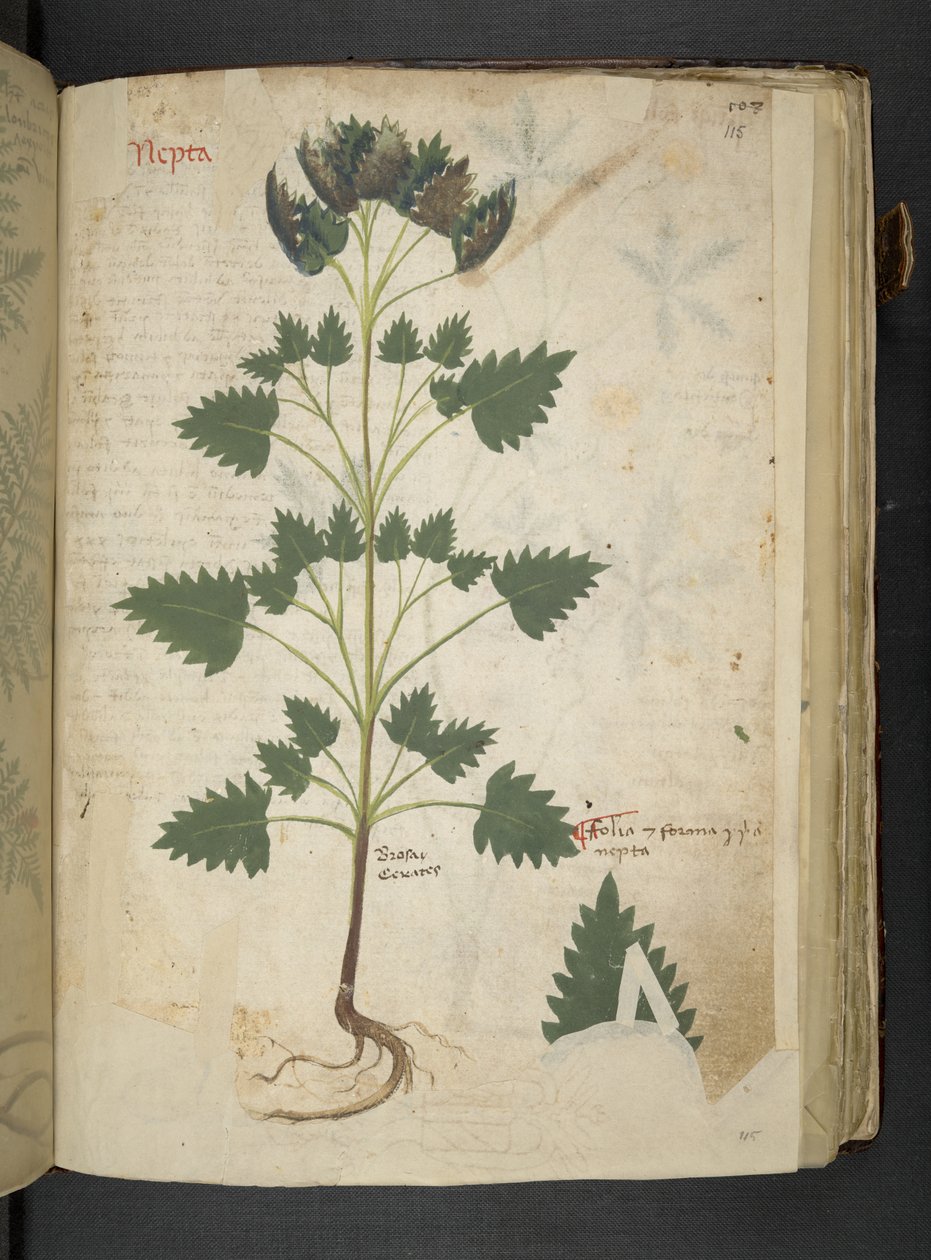 MS 41623 f.115r Nepta、「A herbal」、Belluno から追加 (ベラムにインクとカラー) 作： イタリア語学校
