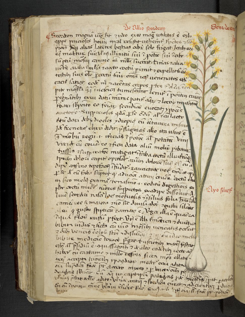 MS 41623 f.119v 