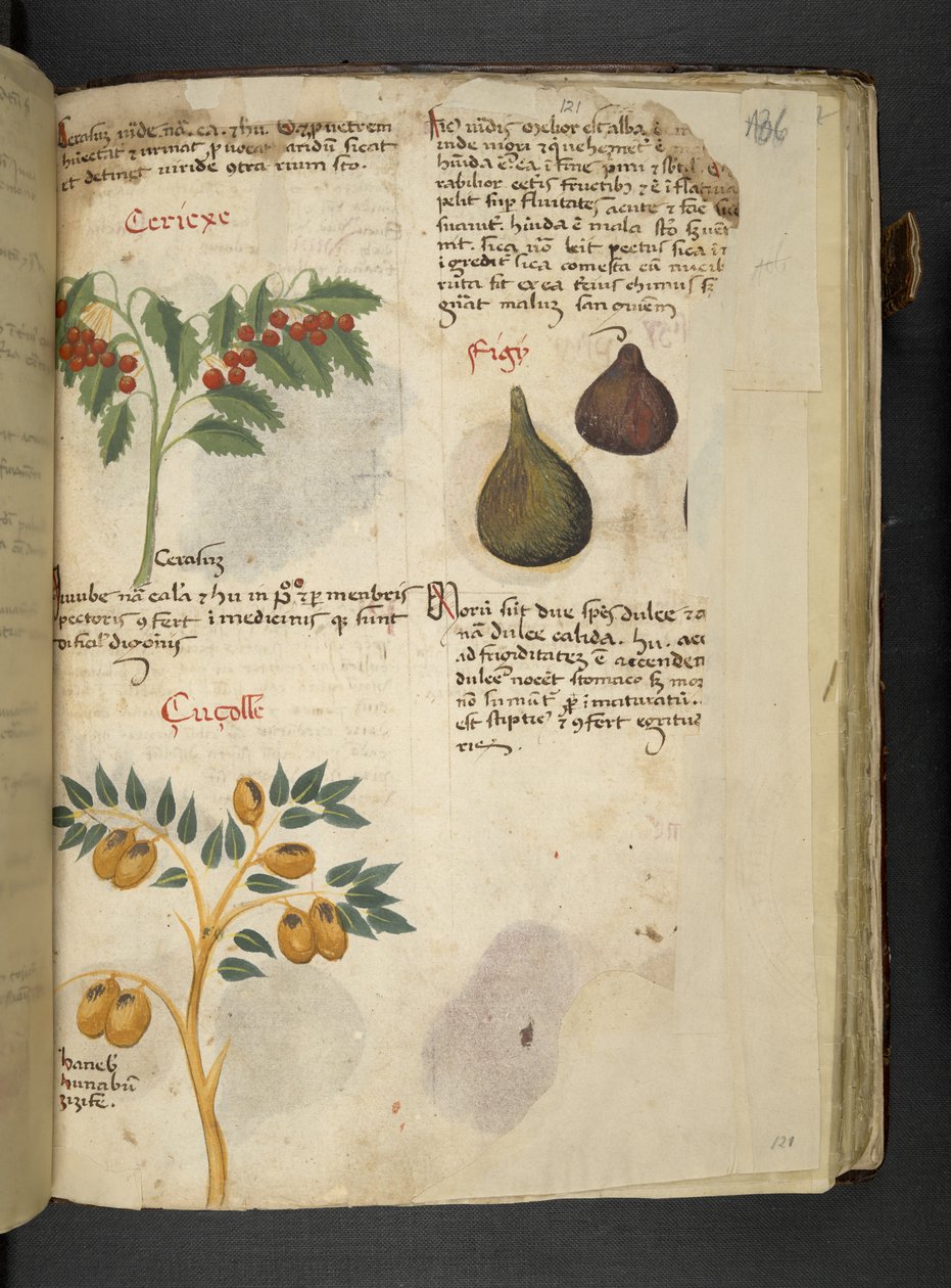 MS 41623 f.121r 果樹とイチジク、「ハーブ」、ベルーノから (ベラム紙にインクと色) 作： イタリア語学校