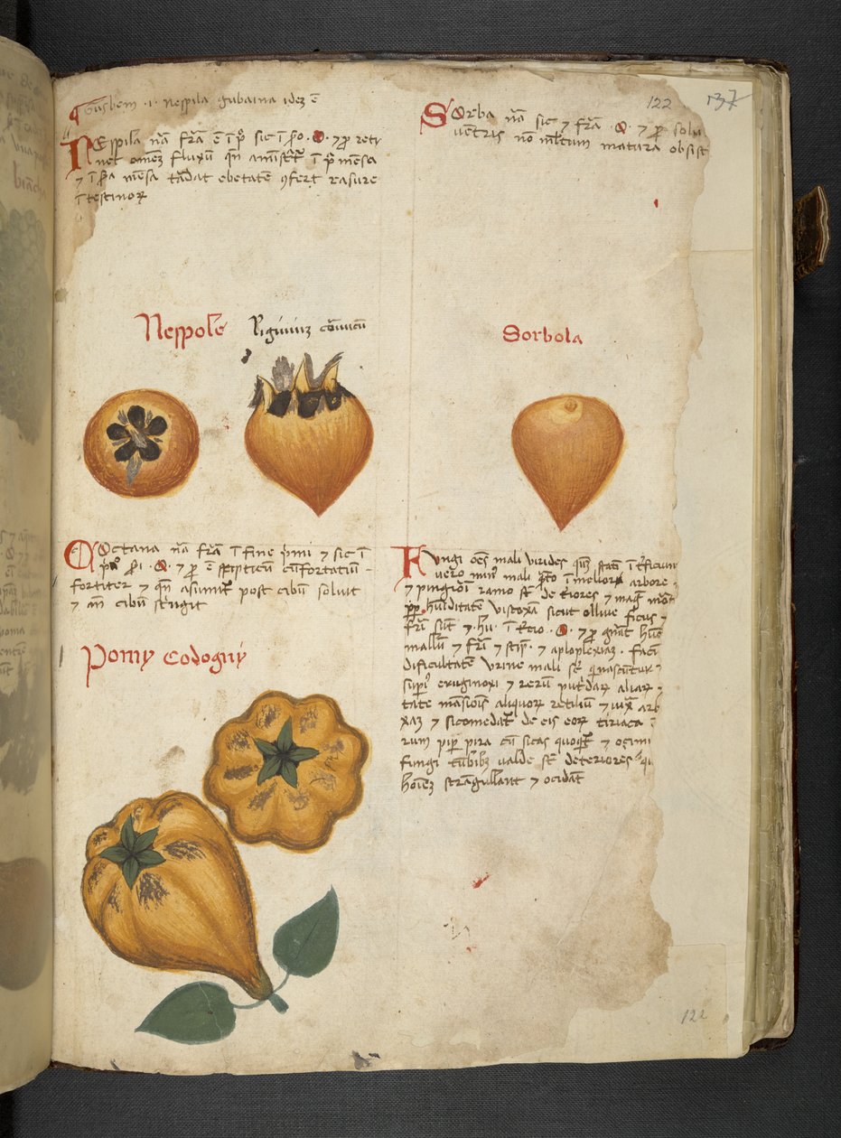 MS 41623 f.122r Pere Cotogne と Sorbo, from 