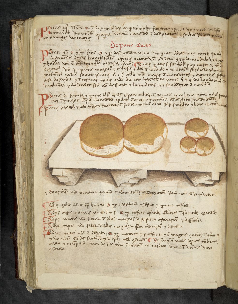 MS 41623 f.124v De Pane、「A herbal」、Belluno から追加 (ベラムにインクとカラー) 作： イタリア語学校