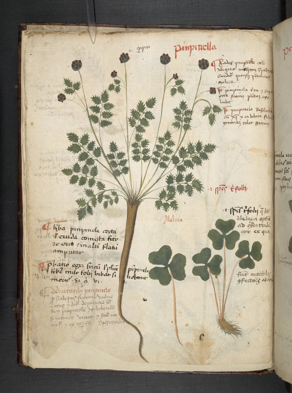 MS 41623 f.14v A ハーブ、ベルーノ (ベラムにインクとカラー) を追加 作： イタリア語学校