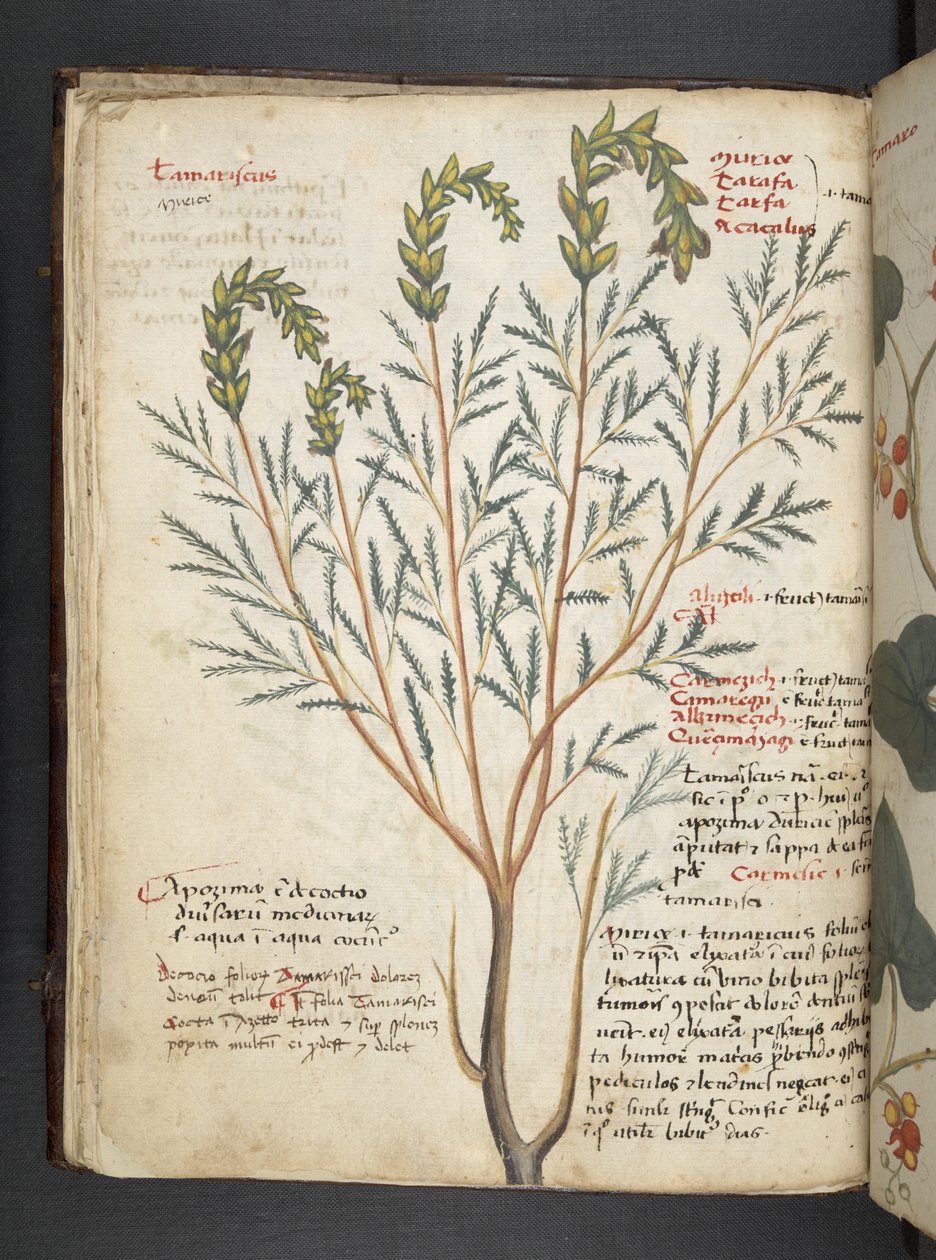 MS 41623 f.18v A ハーブ、ベルーノ (ベラムにインクとカラー) を追加 作： イタリア語学校