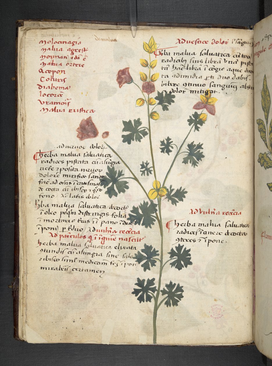 MS 41623 f.19v A ハーブ、ベルーノ (ベラムにインク & カラー) を追加 作： イタリア語学校