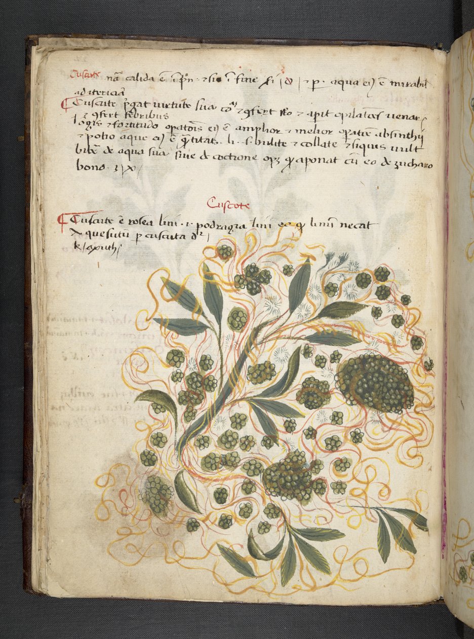MS 41623 f.20v A ハーブ、ベルーノ (ベラムにインクとカラー) を追加 作： イタリア語学校
