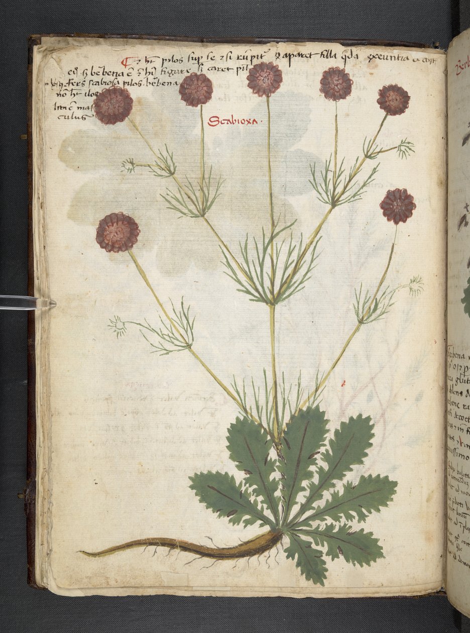 MS 41623 f.26v A ハーブ、ベルーノ (ベラムにインクとカラー) を追加 作： イタリア語学校