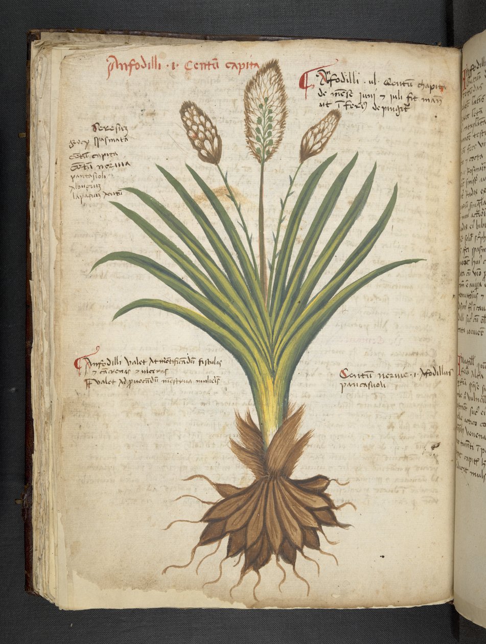 MS 41623 f.50v 