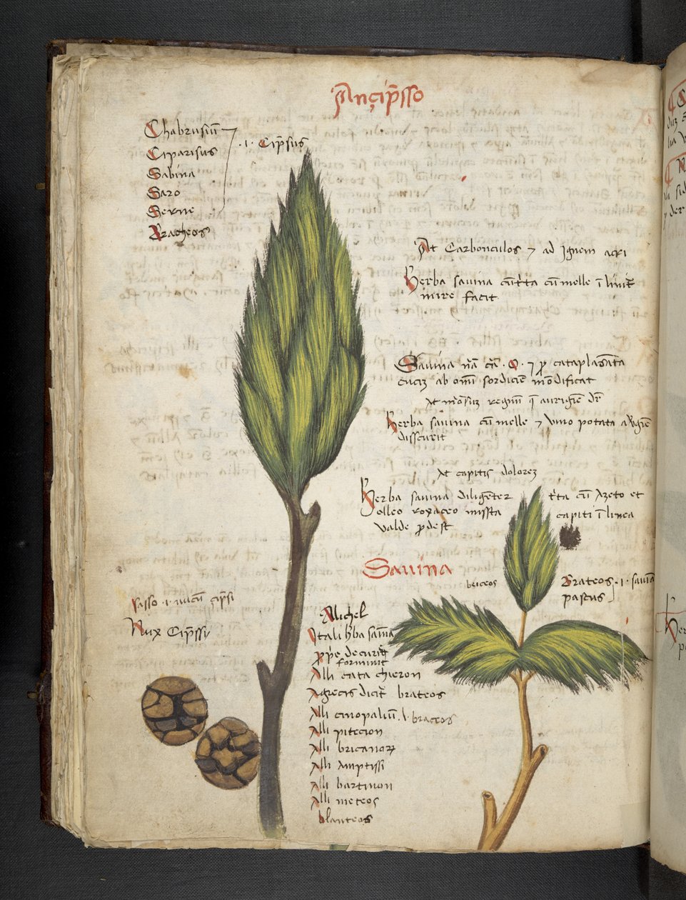 MS 41623 f.62v 