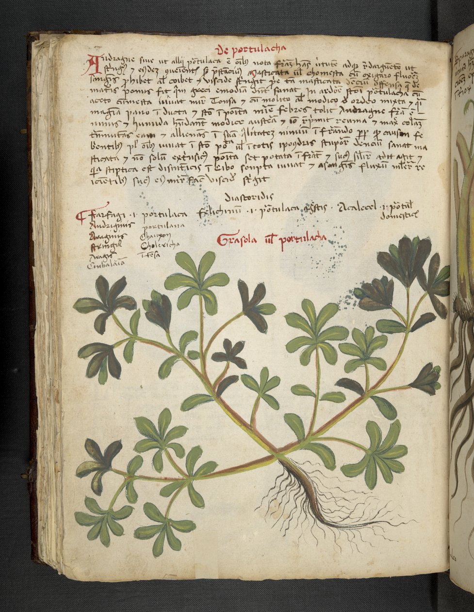 MS 41623 f.81v De Portulaca、「A herbal」、Belluno から追加 (ベラムにインクとカラー) 作： イタリア語学校