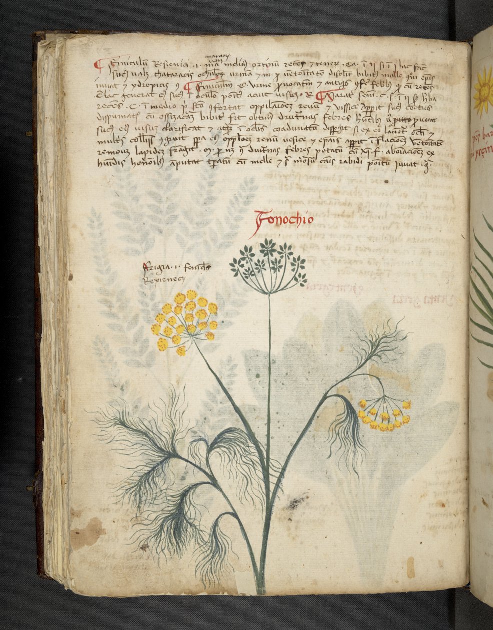 MS 41623 f.84v フィノッキオ、「ハーブ」から追加、ベルーノ (ベラム紙にインクとカラー) 作： イタリア語学校
