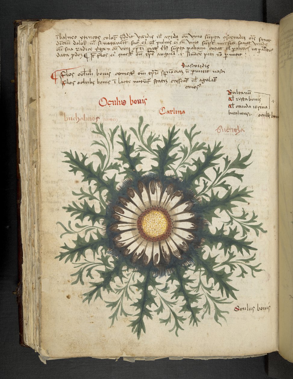 MS 41623 f.97v Carlina, from 