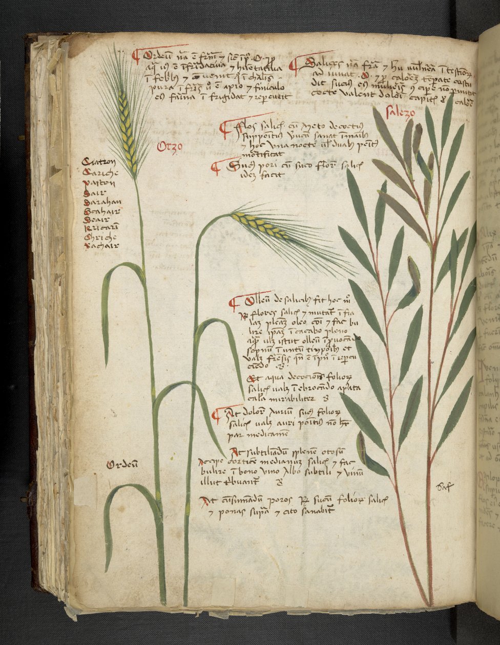 MS 41623 f.98v Orzo、「A herbal」から追加、Belluno (ベラムにインクとカラー) 作： イタリア語学校