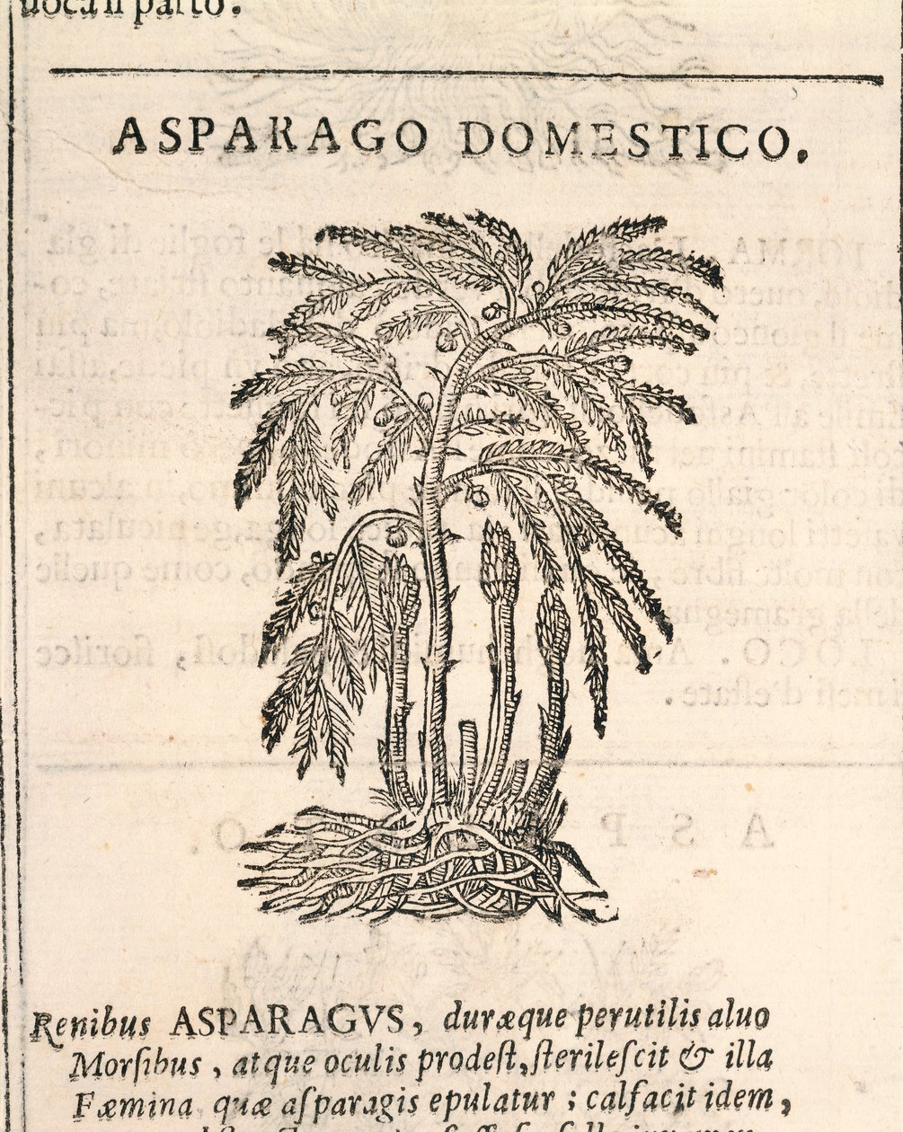 アスパラガス（Asparagus officinalis）、カストーレ・デュランテの版画 作： イタリア語学校