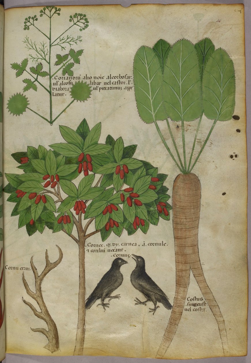 植物と鳥の植物図、1440年頃（紙にインクと色 作： イタリア語学校