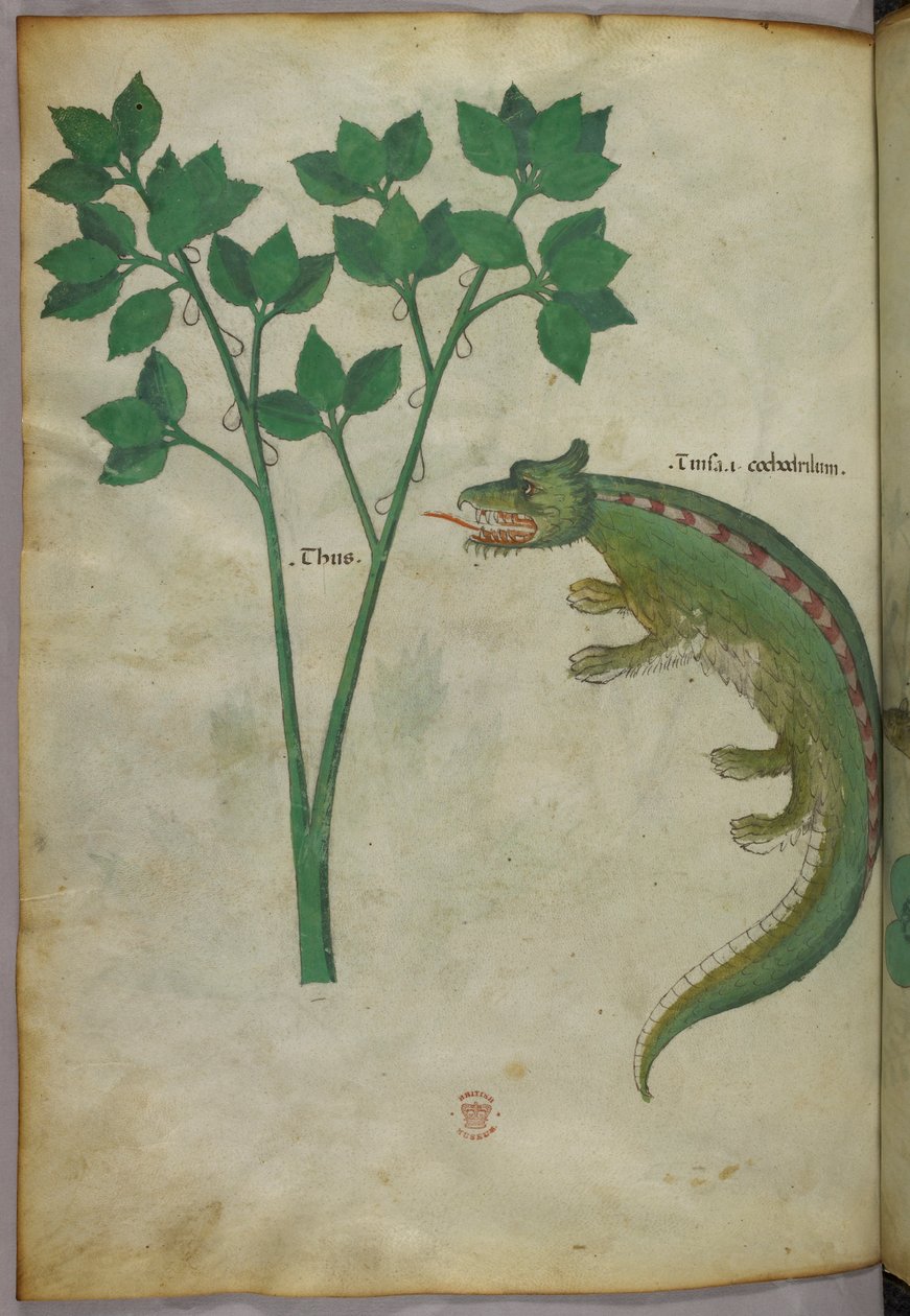 植物とワニの図（1440年頃、ヴェラムにインクと彩色） 作： イタリア語学校