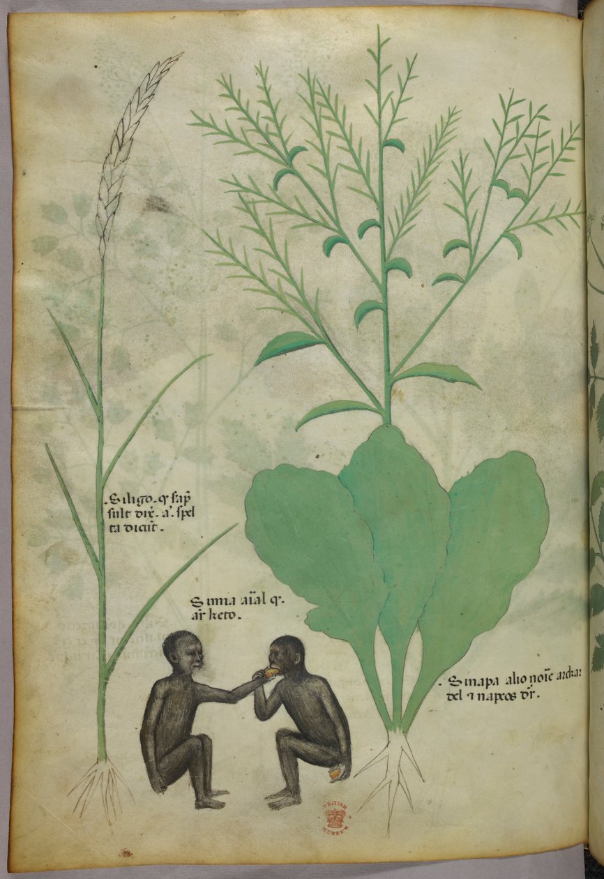 植物と2匹の猿の植物・動物図版 1440年頃（ヴェラム、インク・彩色） 作： イタリア語学校