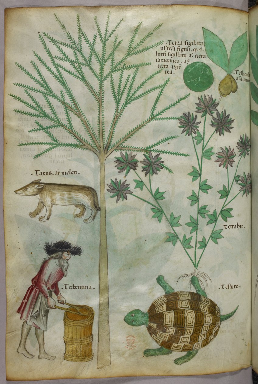 植物、亀、人間、別の動物を描いた植物・動物図版 1440年頃 (ヴェラムにインクと彩色) 作： イタリア語学校