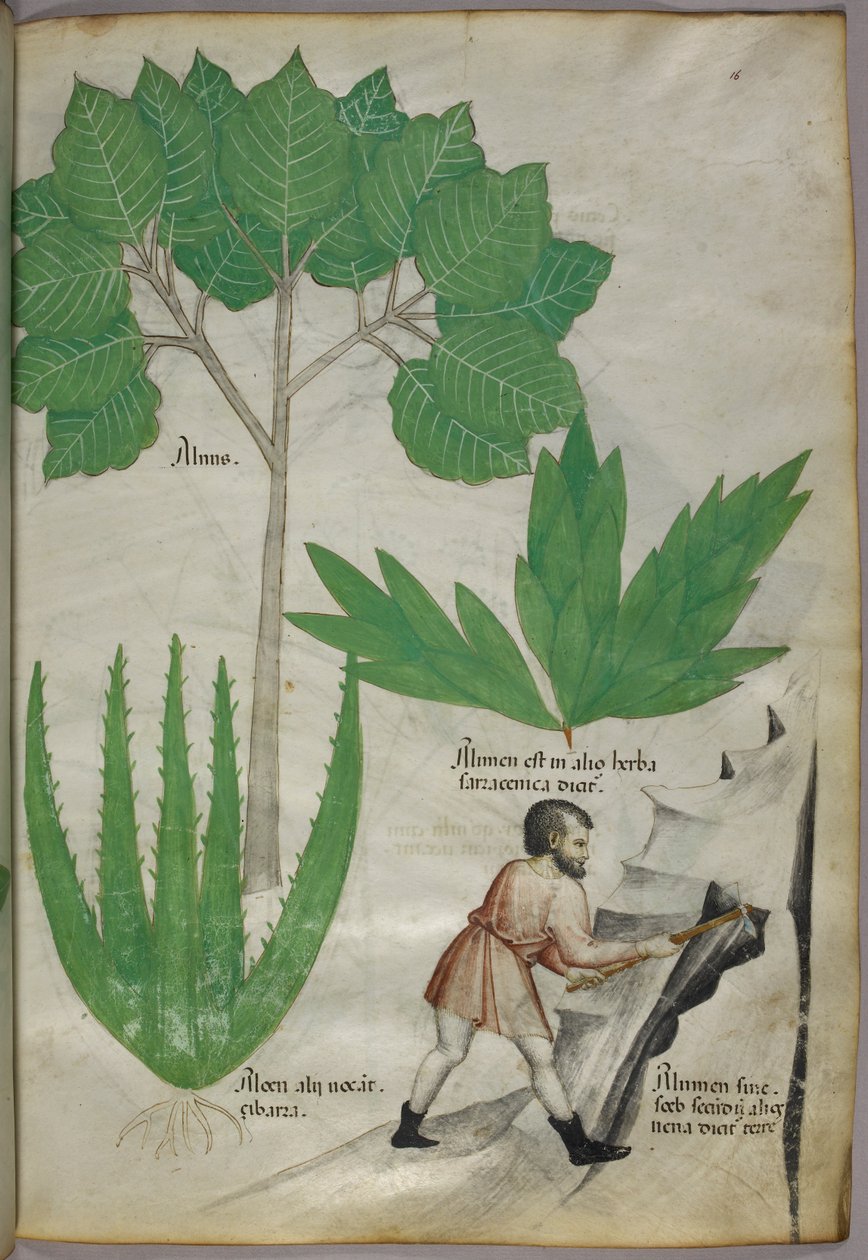 ミョウバンを採取するために岩を砕く斧を持った男の植物図版 1440年頃（ベラムにインクと彩色） 作： イタリア語学校