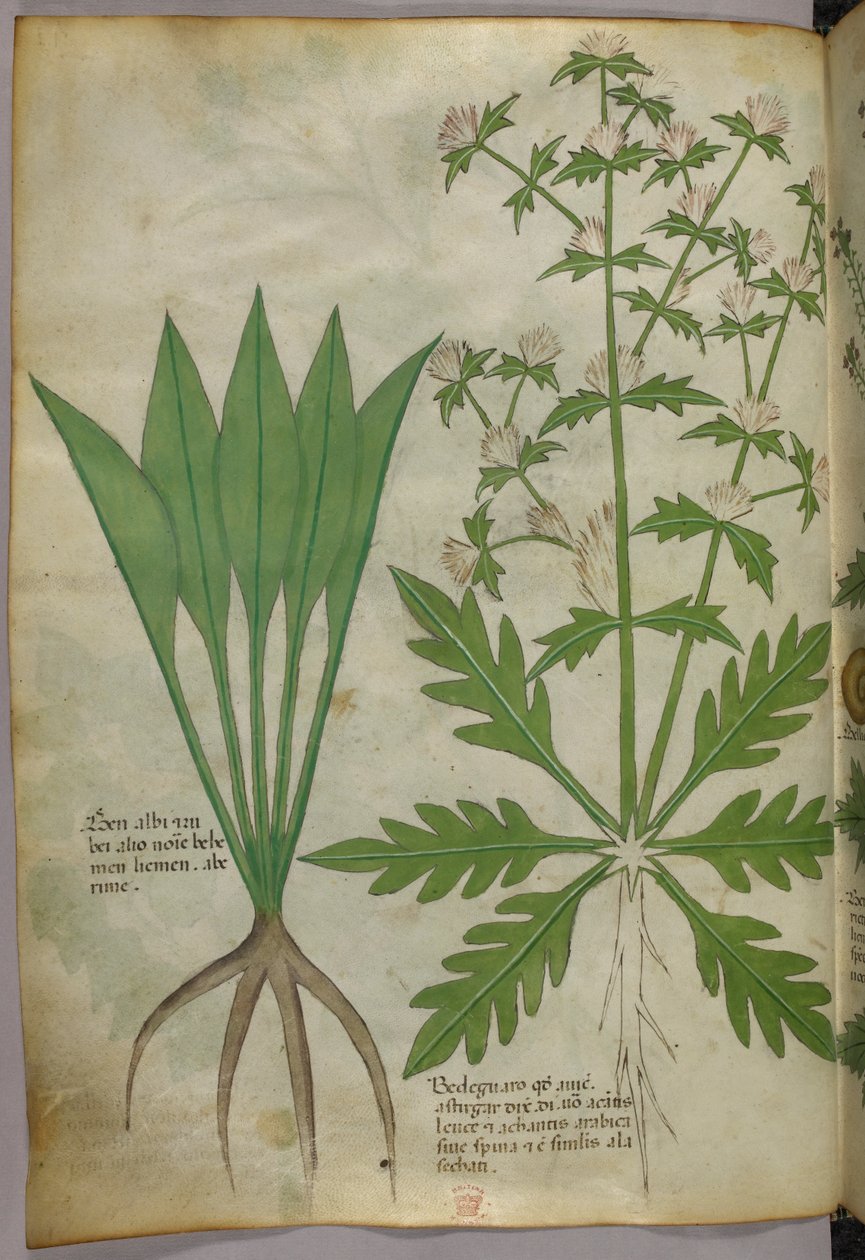 植物図版、1440年頃（ヴェラムにインクと彩色） 作： イタリア語学校