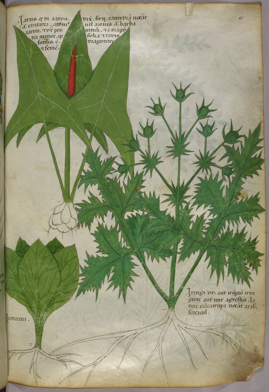 植物図版、1440年頃（ヴェラムにインクと彩色） 作： イタリア語学校
