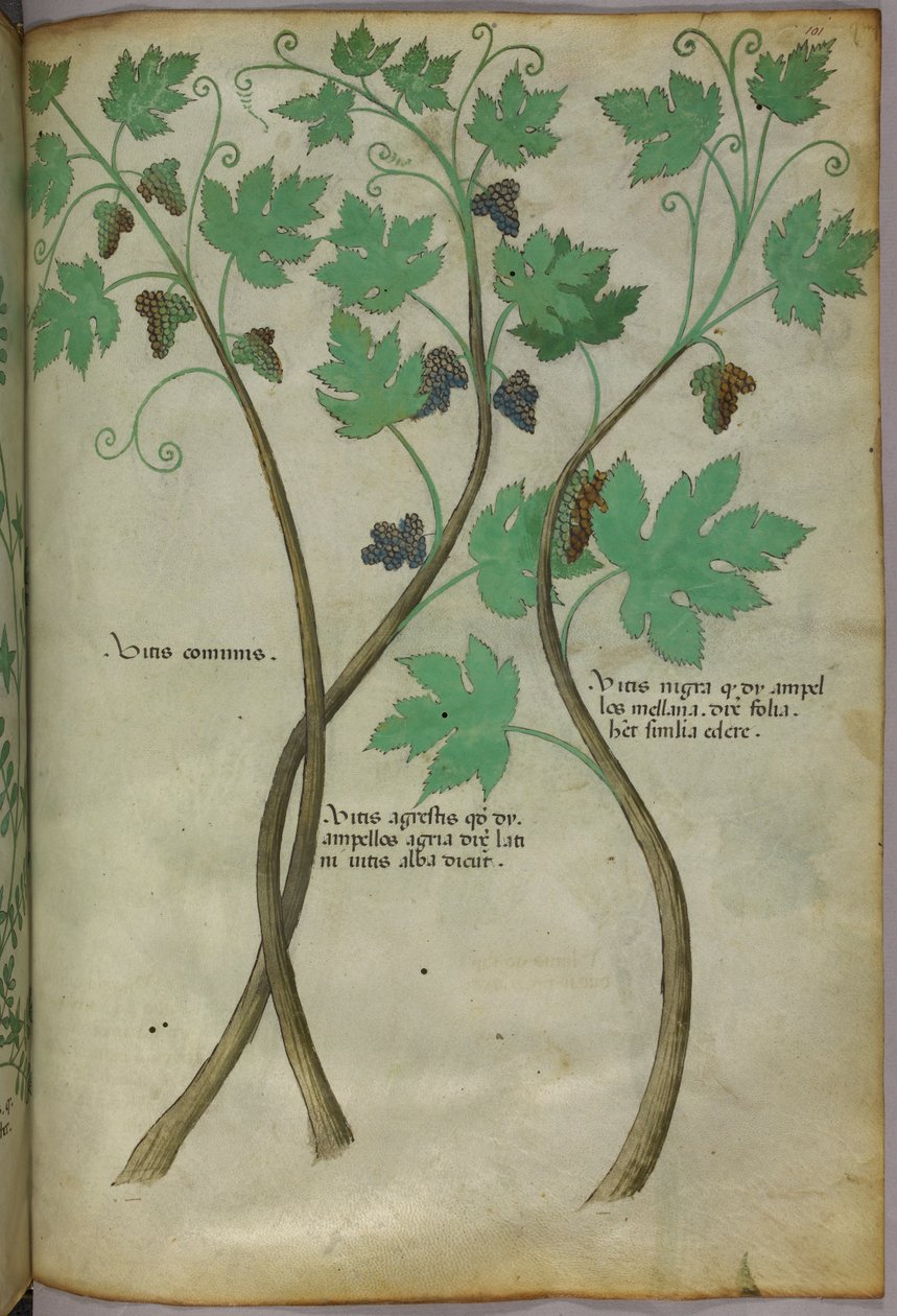 植物図版、1440年頃（ヴェラムにインクと彩色） 作： イタリア語学校