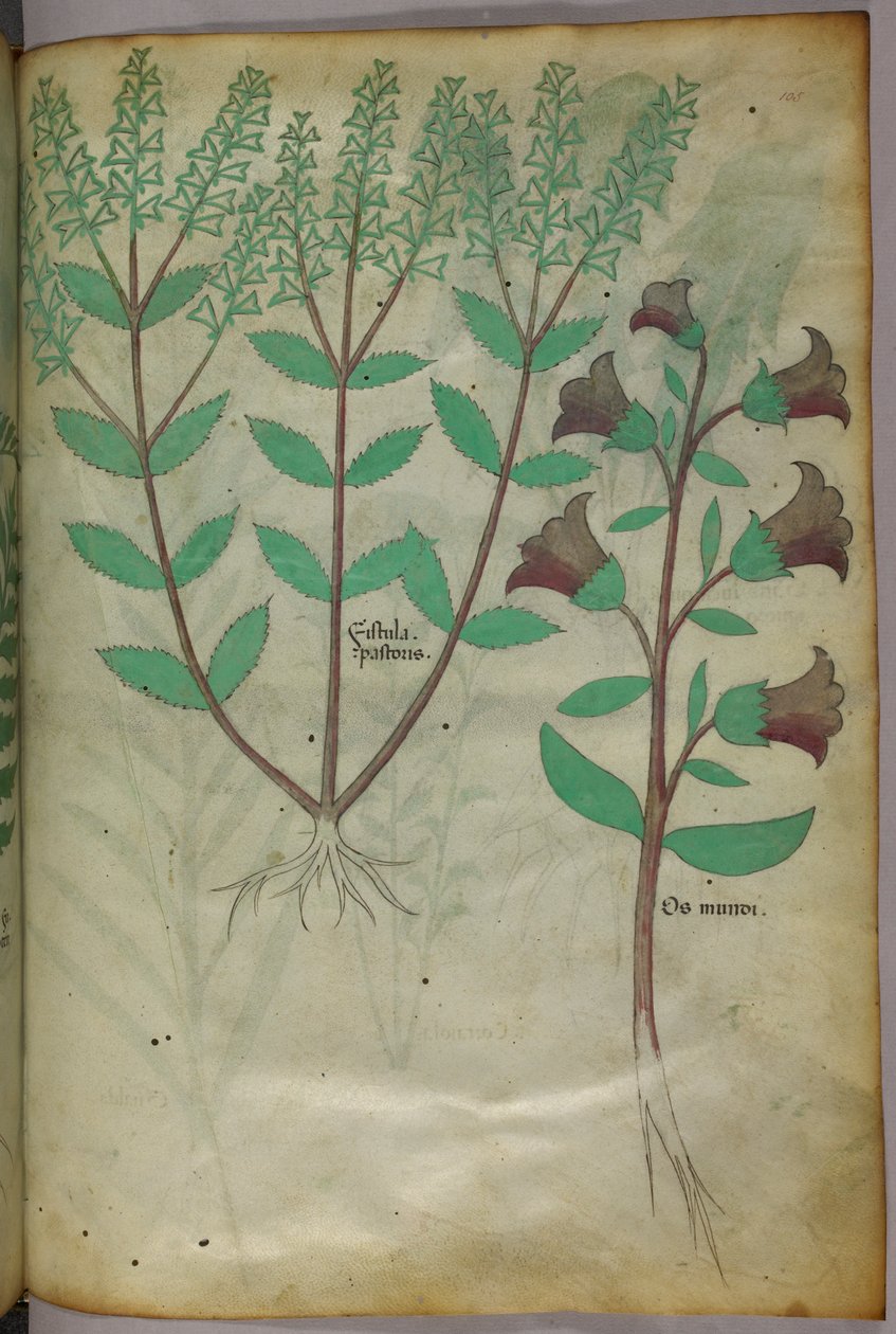 植物図版、1440年頃（ヴェラムにインクと彩色） 作： イタリア語学校