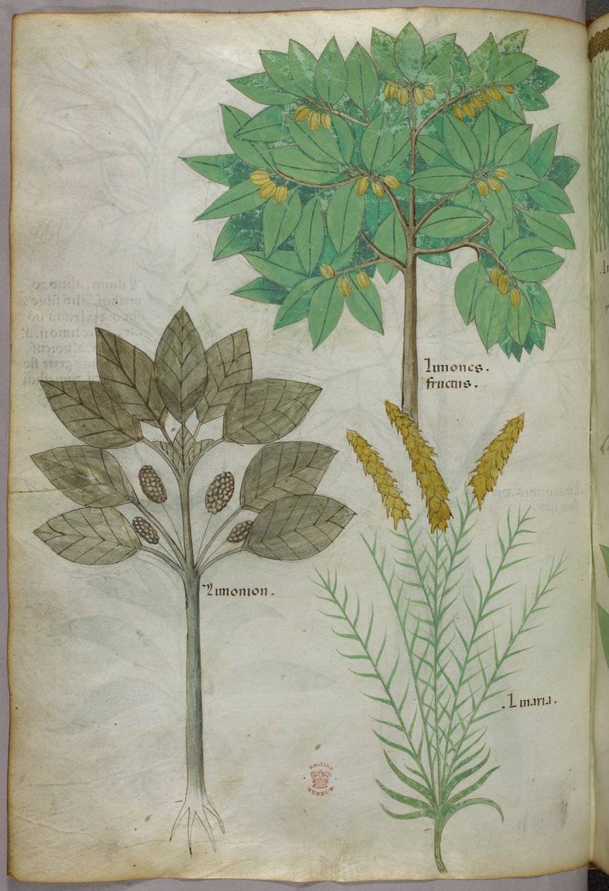 植物図版、1440年頃（ヴェラムにインクと彩色） 作： イタリア語学校