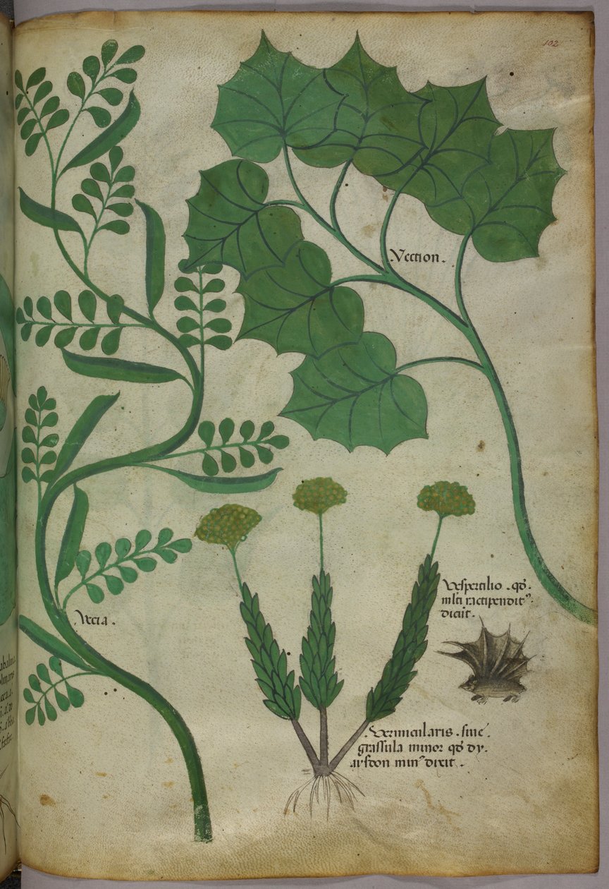植物図版、1440年頃（ヴェラムにインクと彩色） 作： イタリア語学校