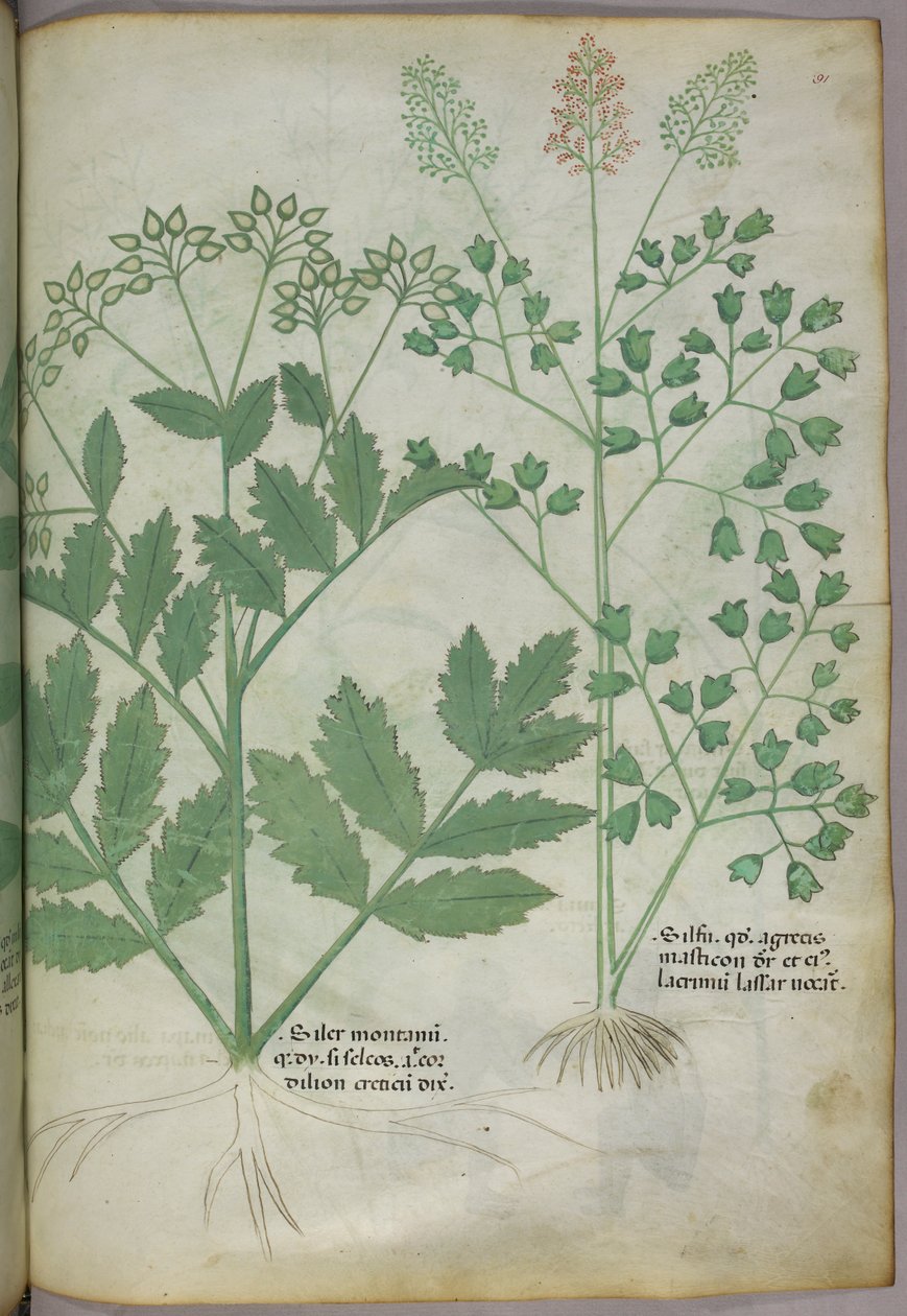 植物図版、1440年頃（ヴェラムにインクと彩色） 作： イタリア語学校