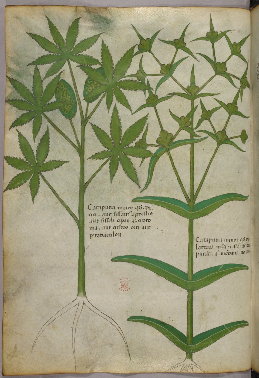 植物図版、1440年頃（ヴェラムにインクと彩色） 作： イタリア語学校