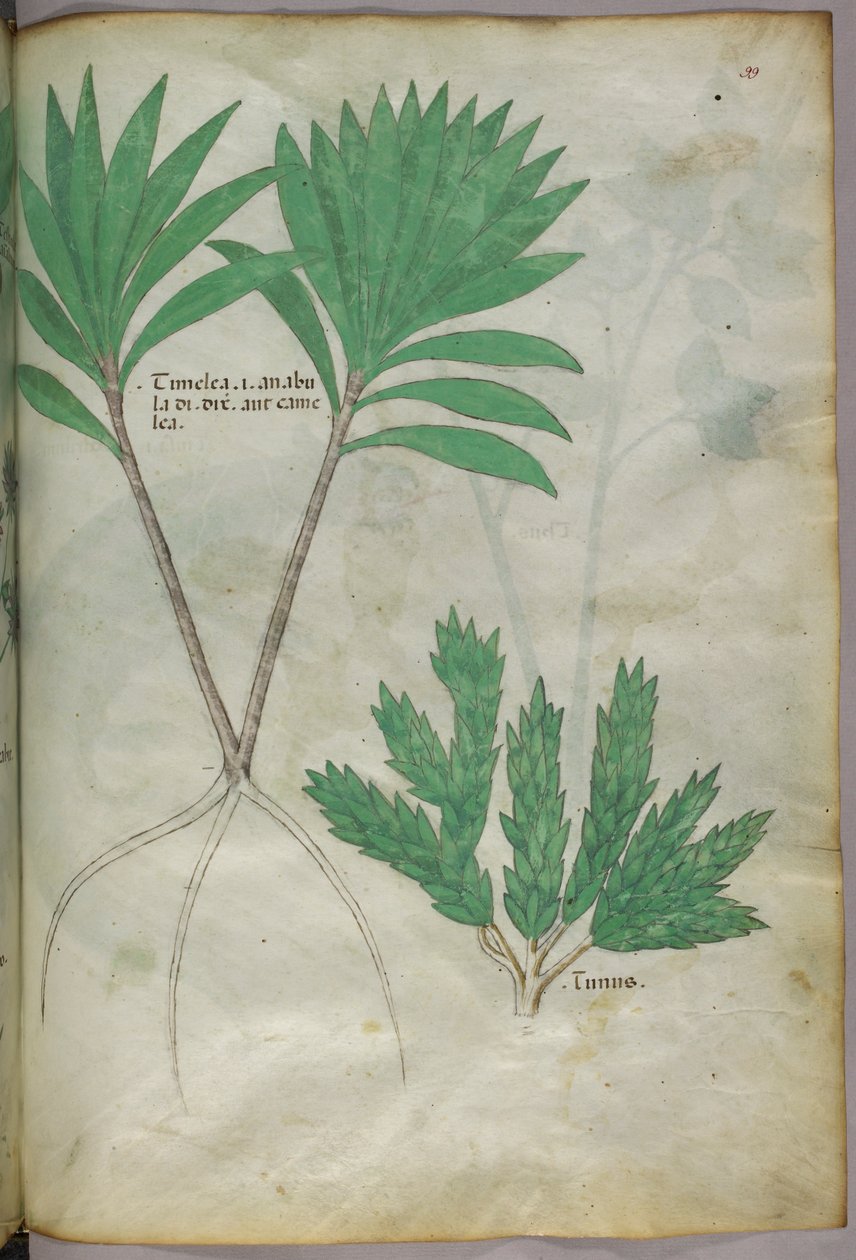 植物図版、1440年頃（ヴェラムにインクと彩色） 作： イタリア語学校