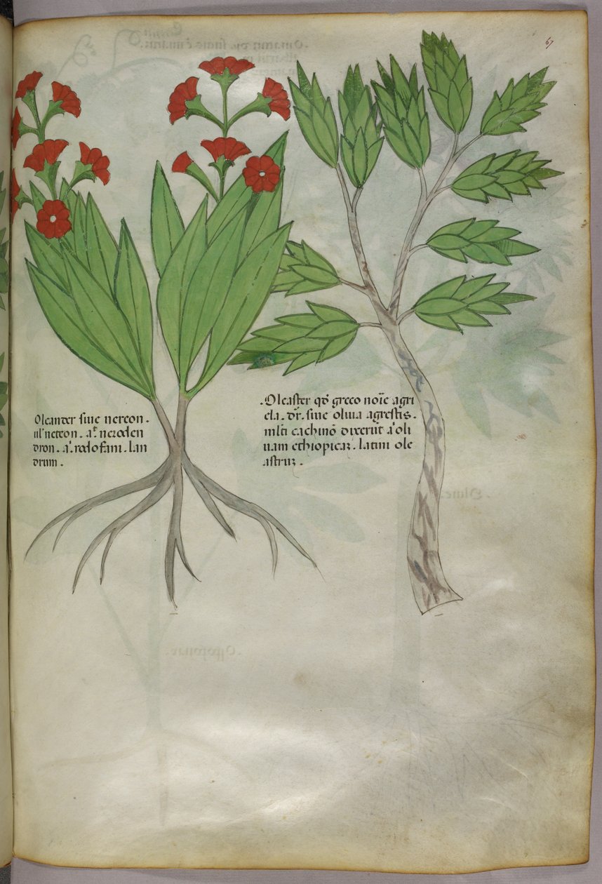 植物図版、1440年頃（ヴェラムにインクと彩色） 作： イタリア語学校