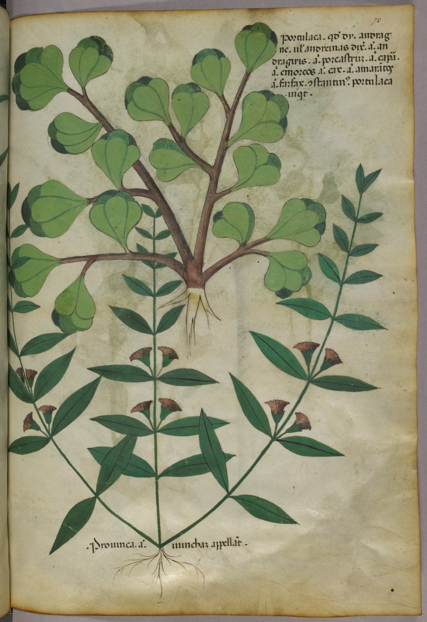 植物図版、1440年頃（ヴェラムにインクと彩色） 作： イタリア語学校