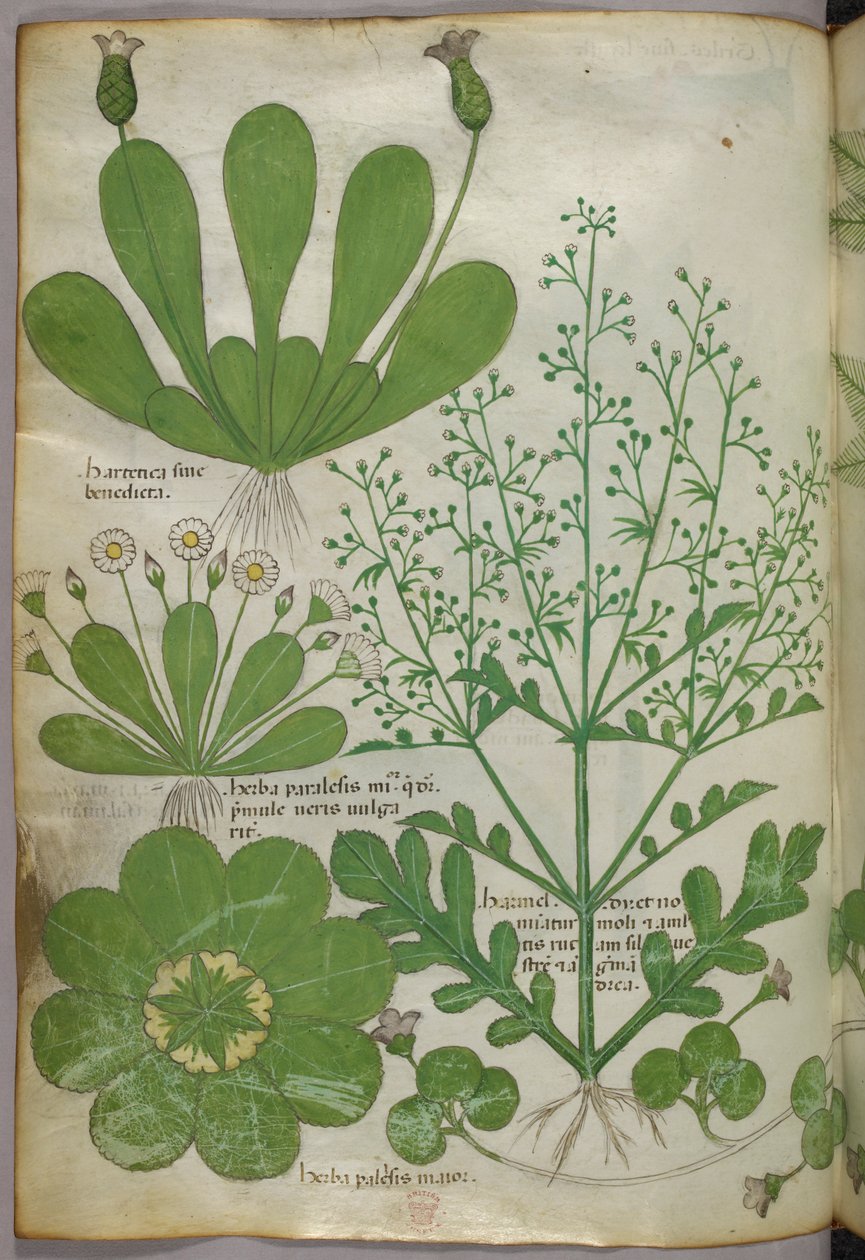 植物図版、1440年頃（ヴェラムにインクと彩色） 作： イタリア語学校