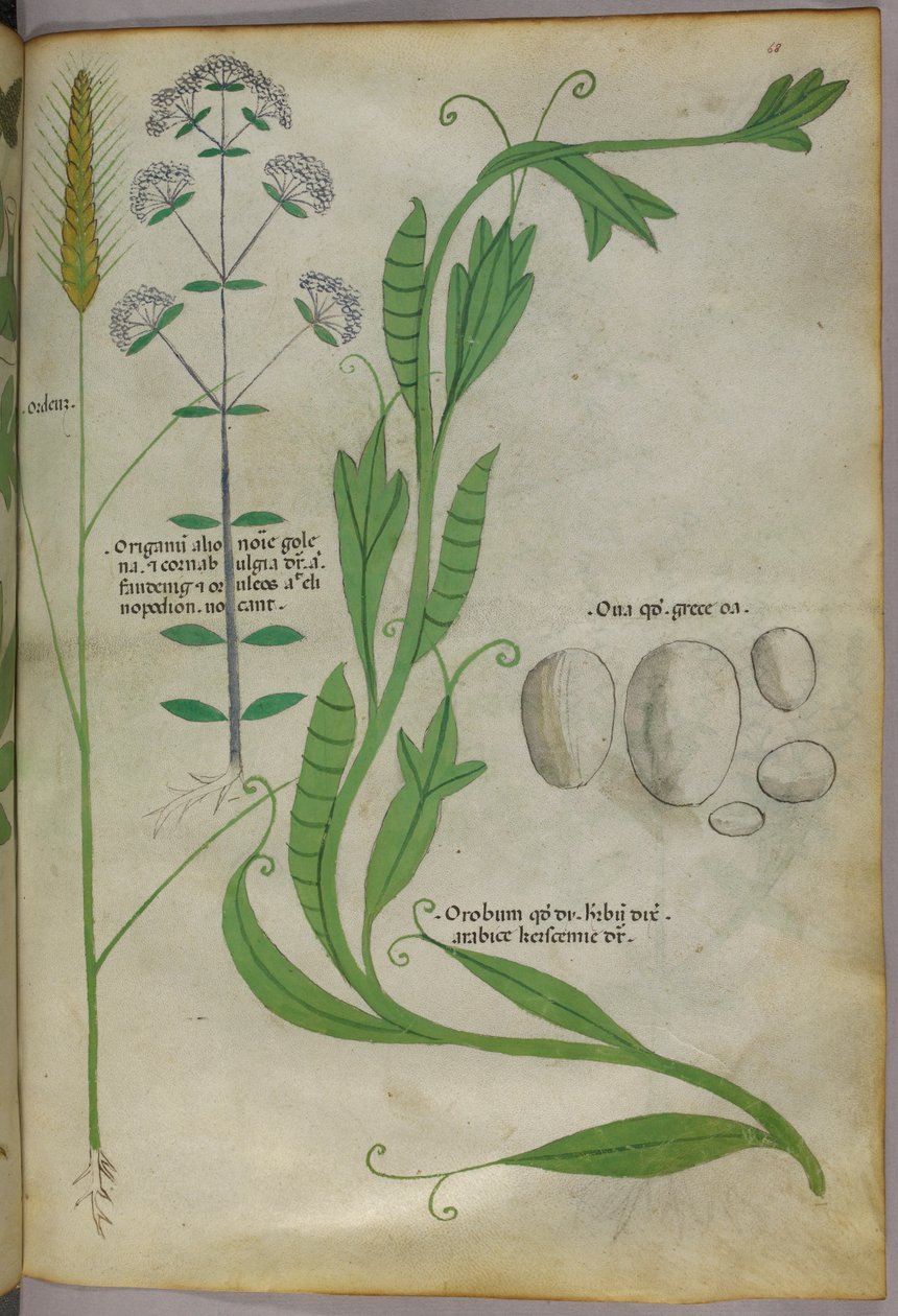 植物図版、1440年頃（ヴェラムにインクと彩色） 作： イタリア語学校