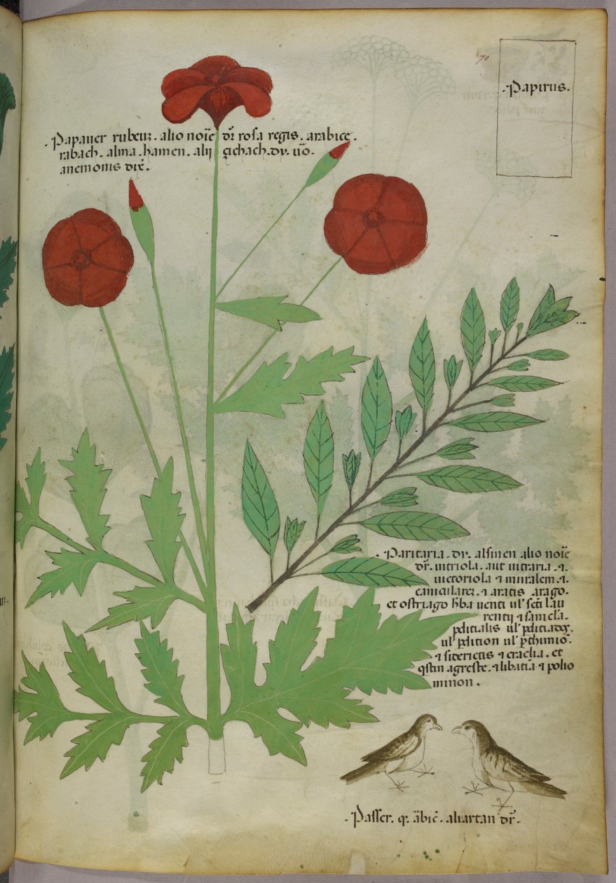 植物図版、1440年頃（ヴェラムにインクと彩色） 作： イタリア語学校