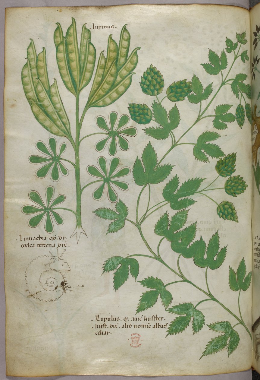 植物図版、1440年頃（ヴェラムにインクと彩色） 作： イタリア語学校