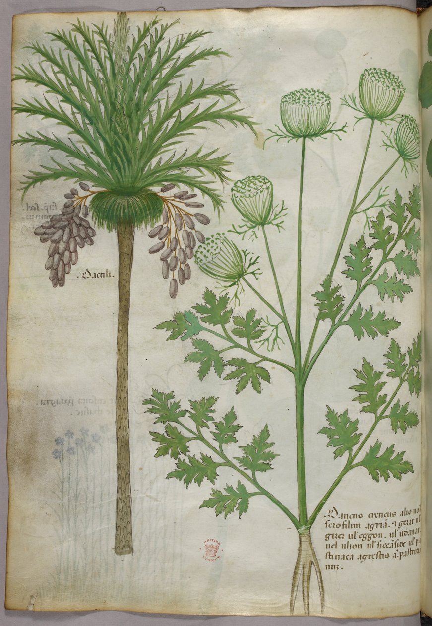 植物図版、1440年頃（ヴェラムにインクと彩色） 作： イタリア語学校