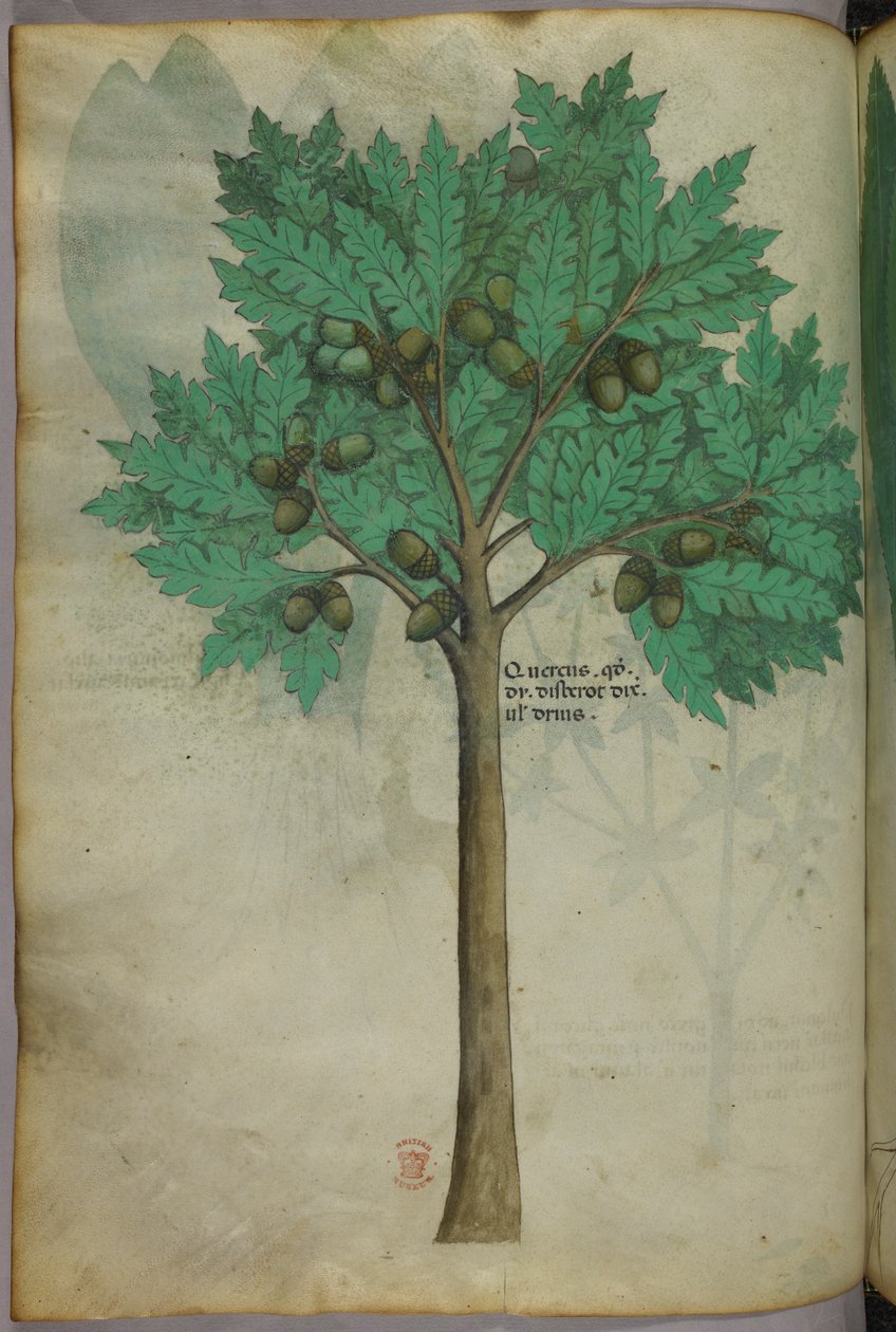 木の実の木の植物図版、1440年頃、ベラムにインク、彩色 作： イタリア語学校