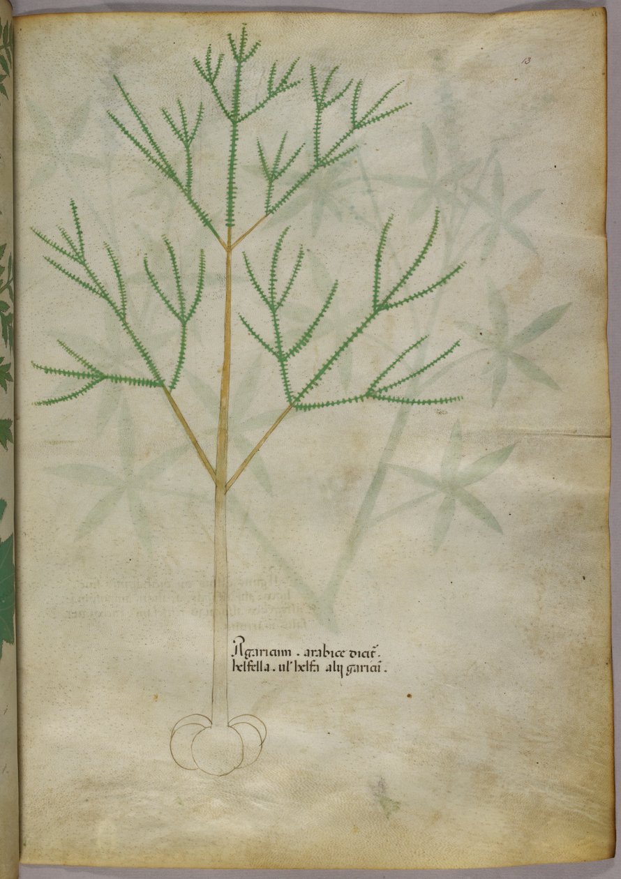 植物の植物図版 1440年頃 (ヴェラムにインクと彩色) 作： イタリア語学校