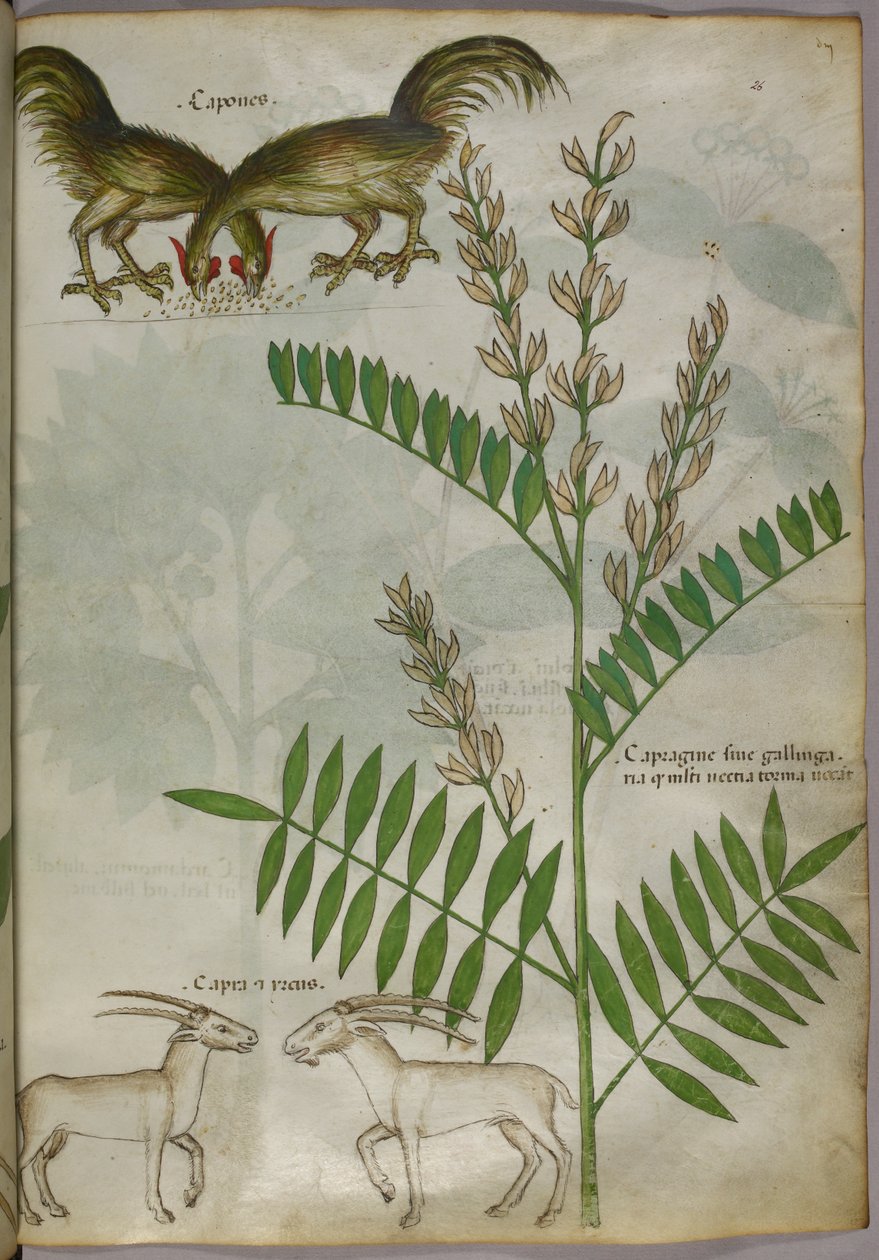 植物、2頭のヤギ、2羽の鳥の植物図版 1440年頃（ヴェラムにインクと彩色） 作： イタリア語学校