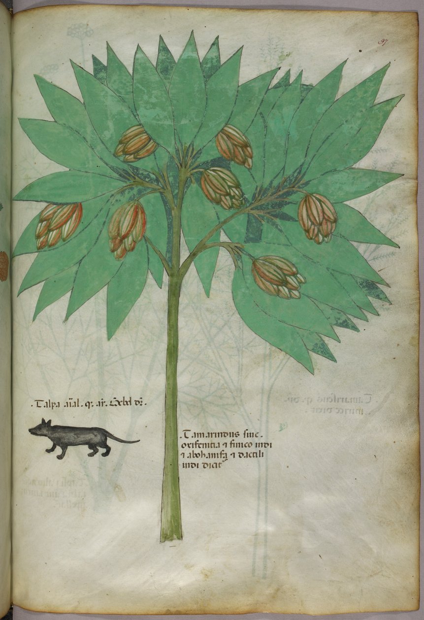 動物と植物の植物図（1440年頃、ベラムにインクと彩色） 作： イタリア語学校
