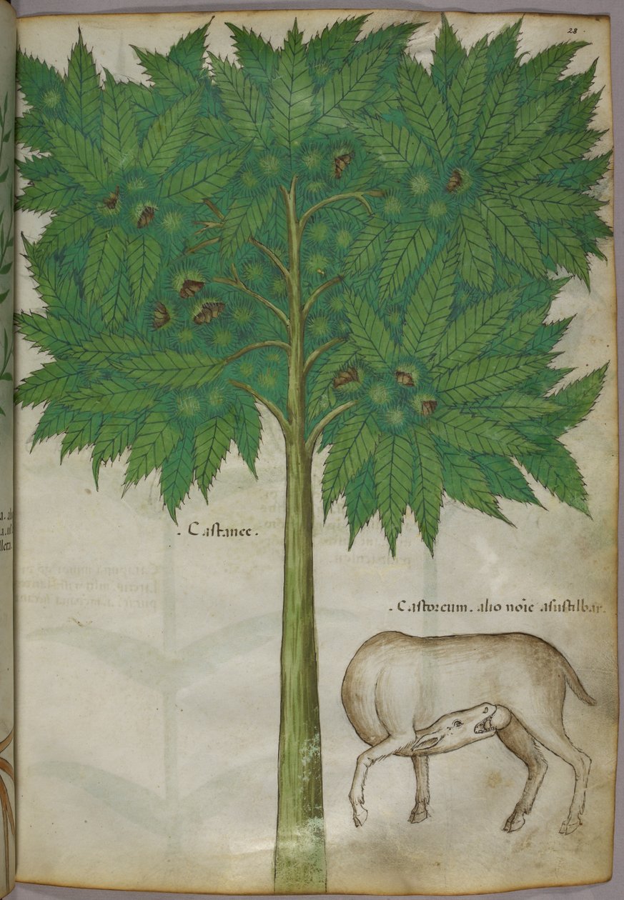 樹木と動物の植物図（1440年頃、ヴェラムにインクと彩色） 作： イタリア語学校