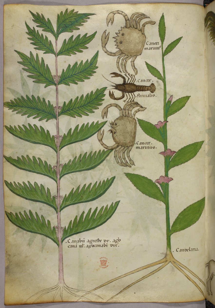 カニとサソリの植物図（1440年頃、ヴェラムにインクと彩色） 作： イタリア語学校