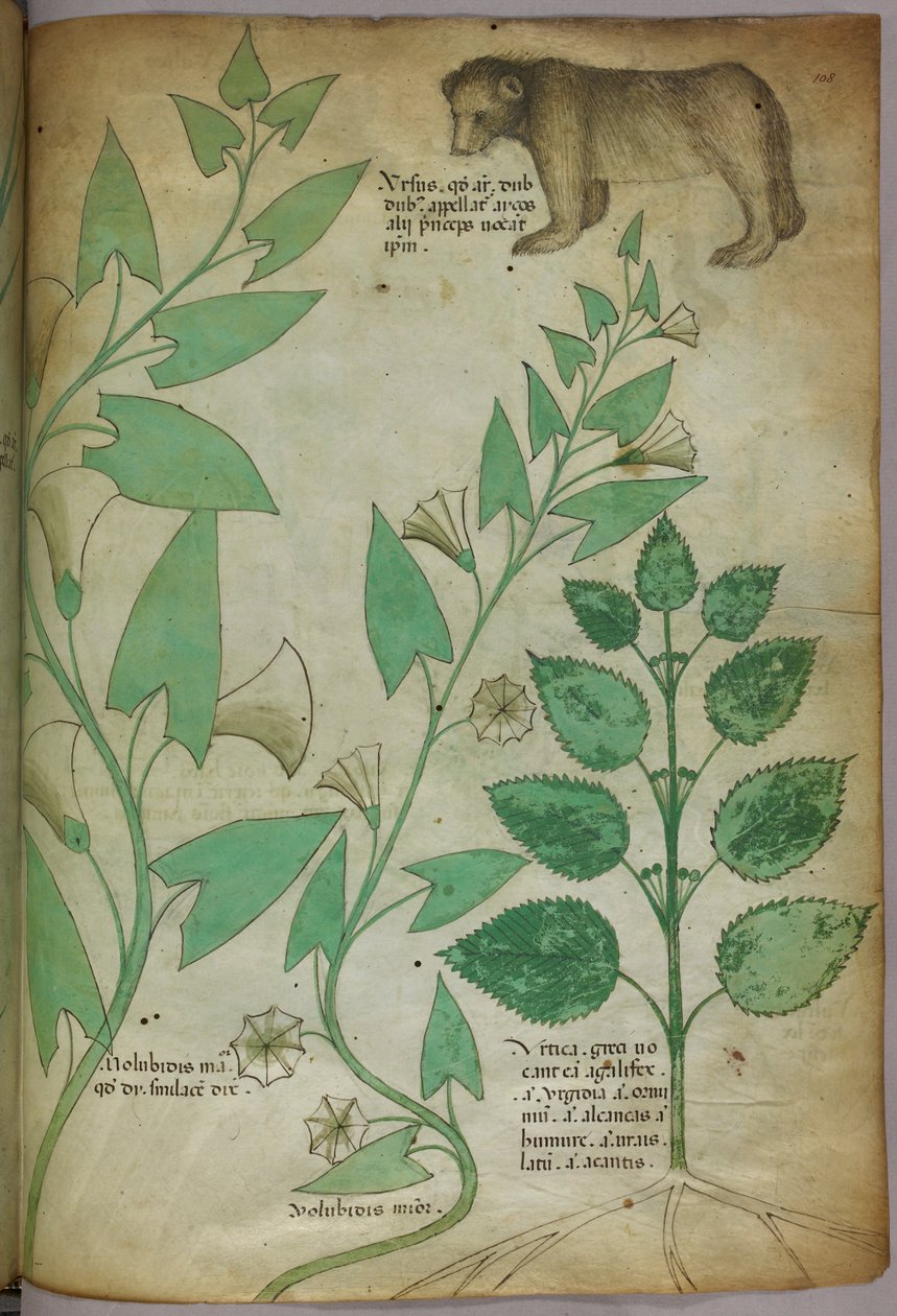 熊と植物の植物図（1440年頃、ベラムにインクと彩色） 作： イタリア語学校