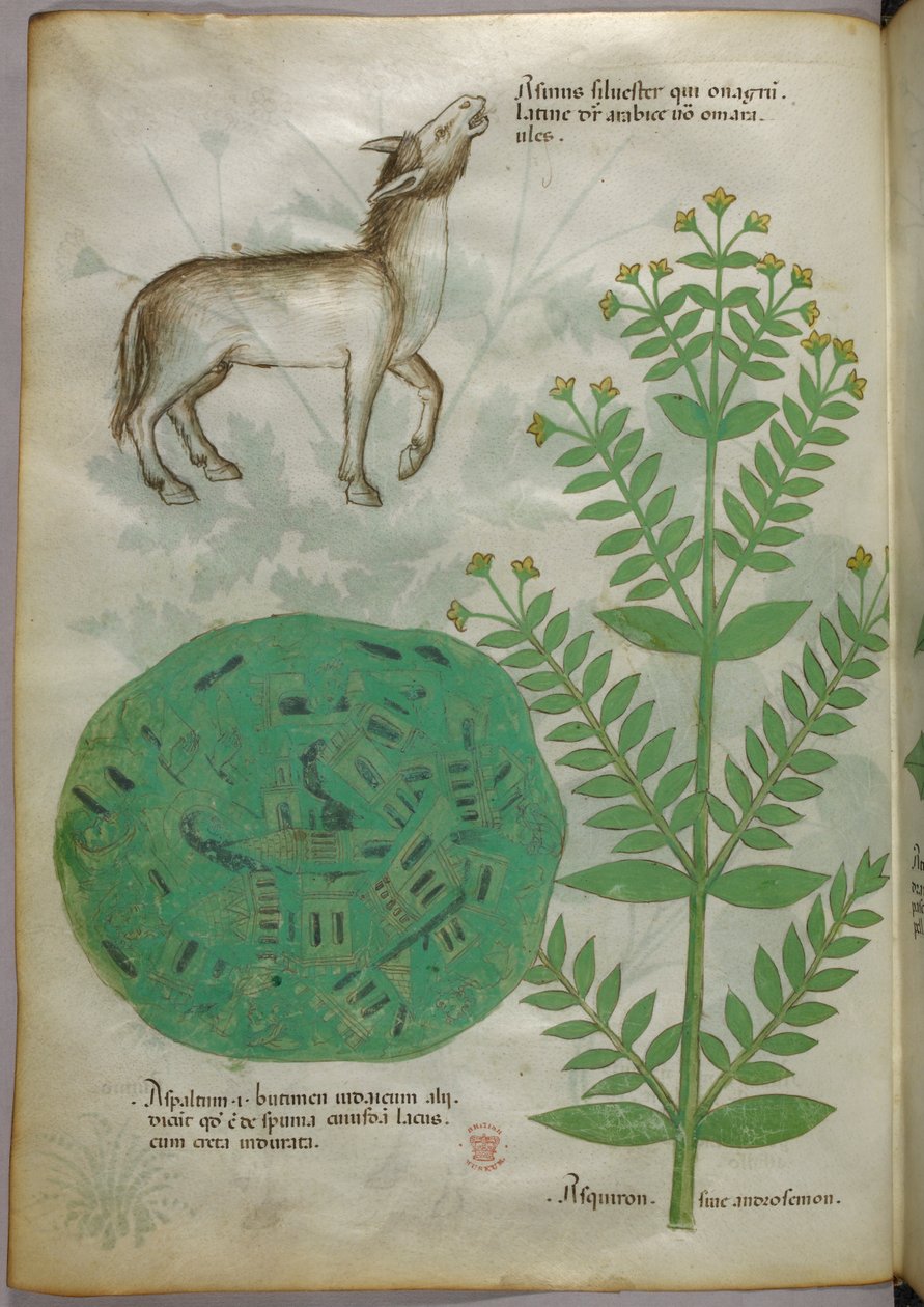 馬を連れた植物の植物図（1440年頃、ヴェラムにインクと彩色） 作： イタリア語学校